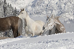 Araber im Schnee