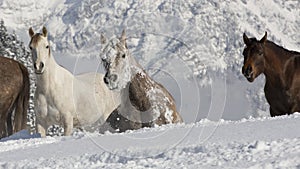 Araber im Schnee