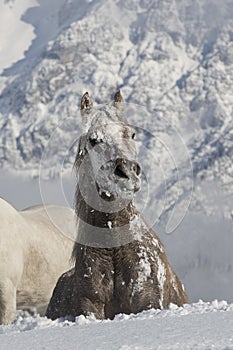 Araber im Schnee