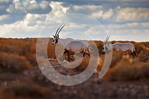 Arabia nature. Wildlife Jordan, Arabian oryx or white oryx, Oryx leucoryx, antelope with a distinct shoulder bump, Evening light