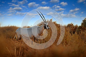 Arabia nature. Wildlife Jordan, Arabian oryx or white oryx, Oryx leucoryx, antelope with a distinct shoulder bump, Evening light