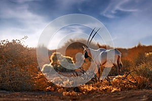 Arabia nature. Wildlife Jordan, Arabian oryx or white oryx, Oryx leucoryx, antelope with a distinct shoulder bump, Evening light