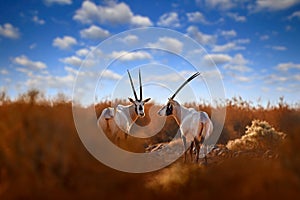 Arabia nature. Wildlife Jordan, Arabian oryx or white oryx, Oryx leucoryx, antelope with a distinct shoulder bump, Evening light