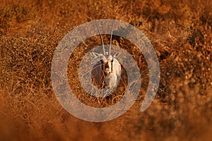 Arabia nature. Wildlife Jordan, Arabian oryx or white oryx, Oryx leucoryx, antelope with a distinct shoulder bump, Evening light