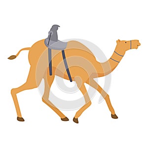 Arabia saudi desert camel icon cartoon vector. Sport tradition photo