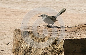 Arabian Babbler on a Block of Quarried Limestone