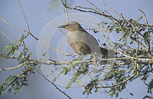 Arabian babbler, Turdoides squamiceps