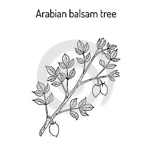 Arabian balsam tree Commiphora gileadensis