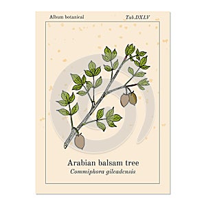 Arabian balsam tree Commiphora gileadensis , or balm of Gilead