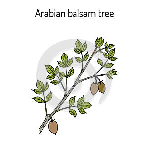 Arabian balsam tree Commiphora gileadensis , or balm of Gilead