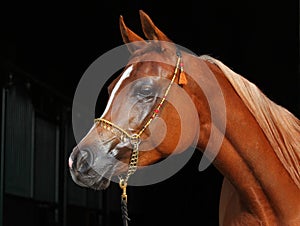 Arabian bay horse portrait in dark stable