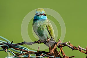 Arabian Bee Eater perched in the evening sun (Merops cyanophrys