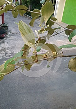Arabian bidara tree, the leaves are yellowish on the inside.