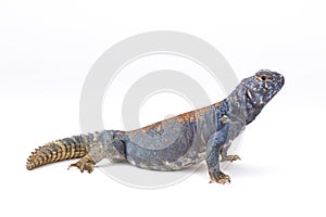 Arabian blue mastigure (Uromastyx ornata philbyi)