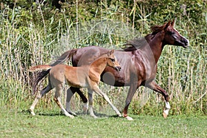 Arabian breed foal and mare galloping in a meadow