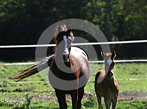 Arabian breed foal and mare galloping in a meadow