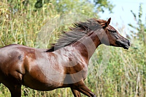 Arabian breed horse canter on natural background summertime