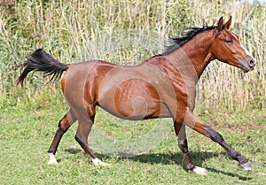 Arabian breed horse galloping across a green summer pasture