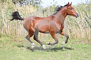 Arabian breed horse galloping on pasture against green reed