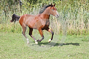 Arabian breed horse galloping on pasture against green reed