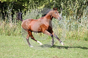 Arabian breed horse galloping on pasture against green reed