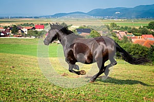 Arabian brown horse running at the farm