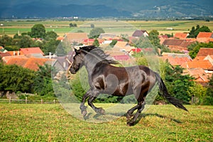 Arabian brown horse running at the farm in Romania