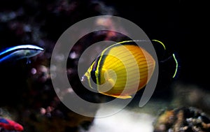 The Arabian Butterfly fish - Chaetodon melapterus