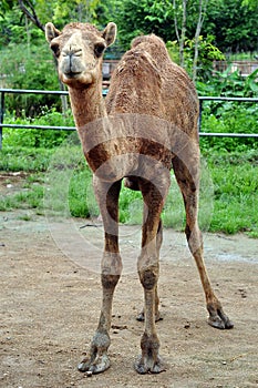 Arabian camel