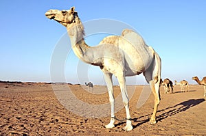 Arabian Camel