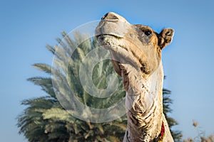 Arabian Camel with accessories look in Aswan Egypt