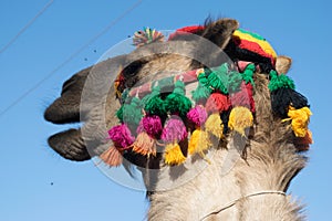 Arabian Camel with accessories look in Aswan Egypt