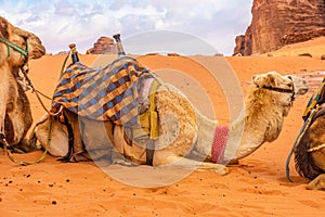 Arabian Camel adult resting in the red desert