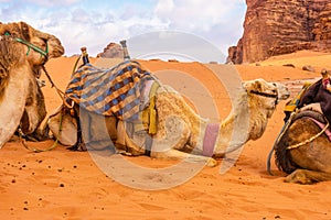 Arabian Camel adult resting in the red desert