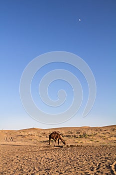 Arabian camel, also known as dromedary, drinking water in the Maranjab desert at dusk, with the moon visible.