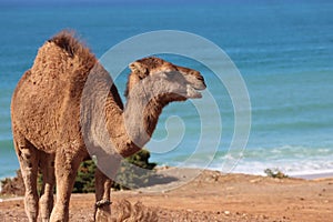 Arabian camel by the beach