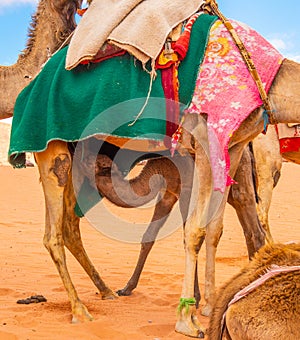 Arabian Camel calf nursing from its mother in the red desert