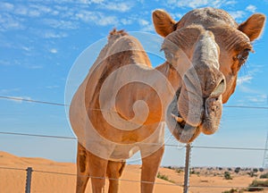 Arabian Camel Camelus Drimedarius in the desert of the United Arab Emirates of Western Asia.