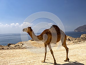 Arabian camel, Camelus dromedarius, on the beautiful coast of southern Oman