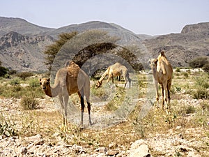 Arabian camel, Camelus dromedarius, on pasture in Oman`s stony desert