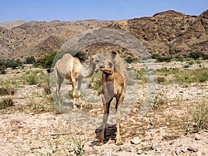 Arabian camel, Camelus dromedarius, on pasture in Oman`s stony desert