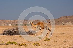 Arabian camel Camelus dromedarius walking in desert