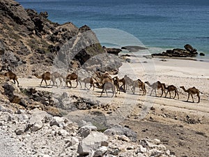 Arabian camel caravan, Camelus dromedarius, leaving pasture from the sea to the mountains of southern Oman