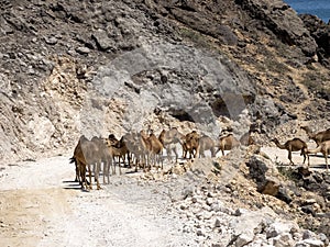 Arabian camel caravan, Camelus dromedarius, leaving pasture from the sea to the mountains of southern Oman