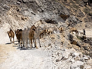 Arabian camel caravan, Camelus dromedarius, leaving pasture from the sea to the mountains of southern Oman