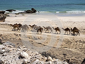 Arabian camel caravan, Camelus dromedarius, leaving pasture from the sea to the mountains of southern Oman