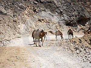 Arabian camel caravan, Camelus dromedarius, leaving pasture from the sea to the mountains of southern Oman