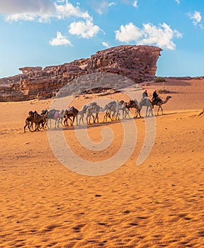 Arabian Camel caravan traveling in Wadi-Rum desert