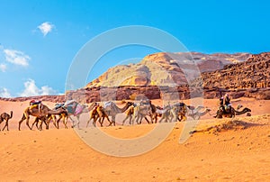 Arabian Camel caravan traveling in Wadi-Rum desert