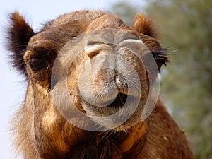 Arabian Camel Close-Up